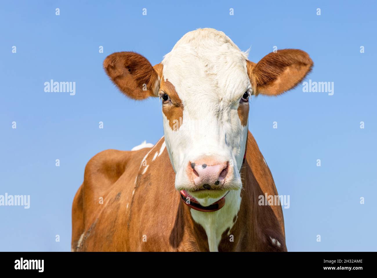 Kuhkopf, rot mit einem Augenfleck, hübsch und frech, freundlicher Ausdruck, blassblauer Himmel Stockfoto