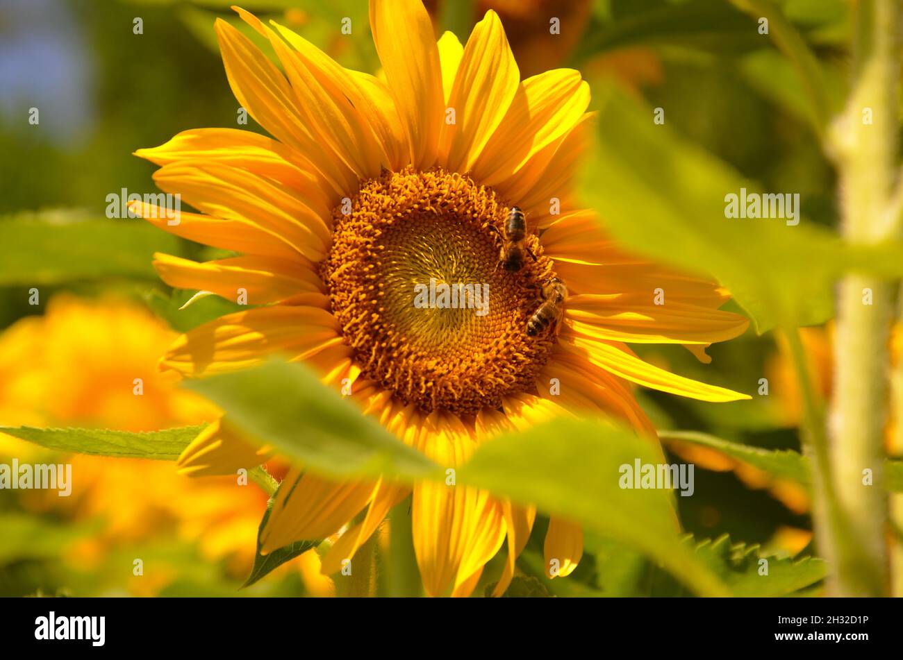 Nahaufnahme der Bienen, die auf der Sonnenblume sitzen, und Nektar nehmen Stockfoto