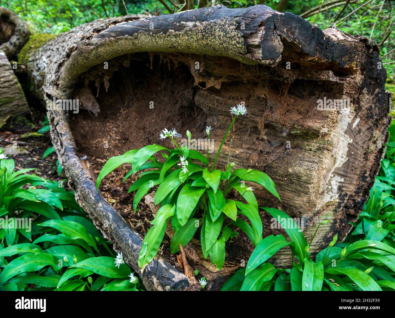 Wilder Knoblauch (Ransomes) blüht im Stumpf eines verfaulenden gefallenen Baumes in Laubwäldern Stockfoto