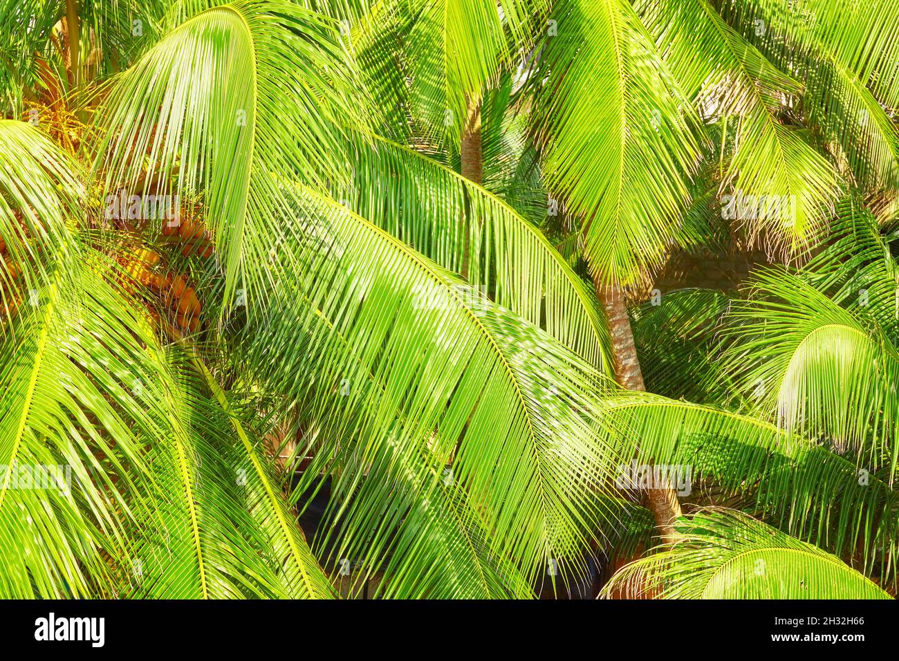 Coconut Palm Tree Blätter, natürlichen, grünen Hintergrund. Stockfoto