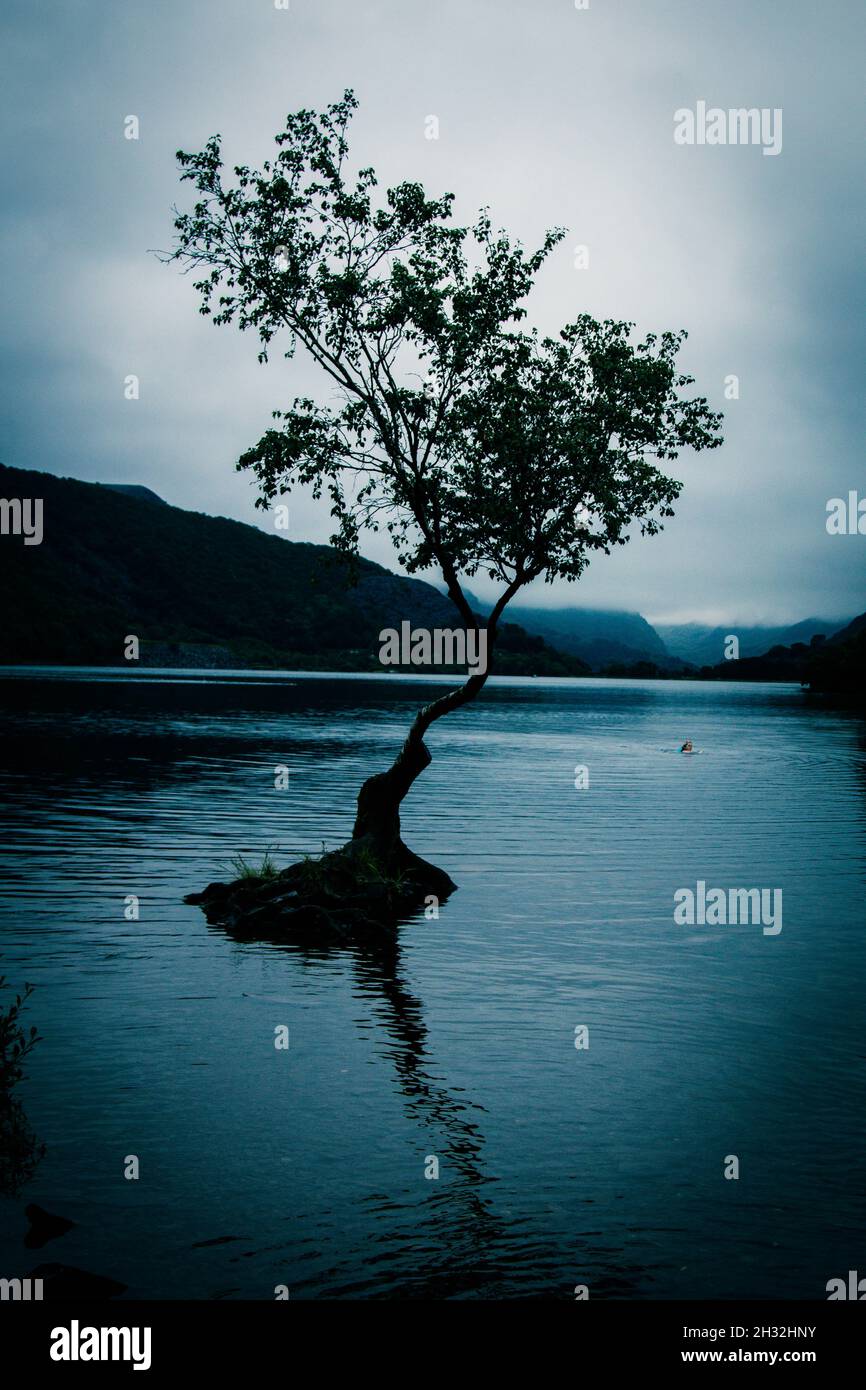 The Lone Tree, Wales. Stockfoto