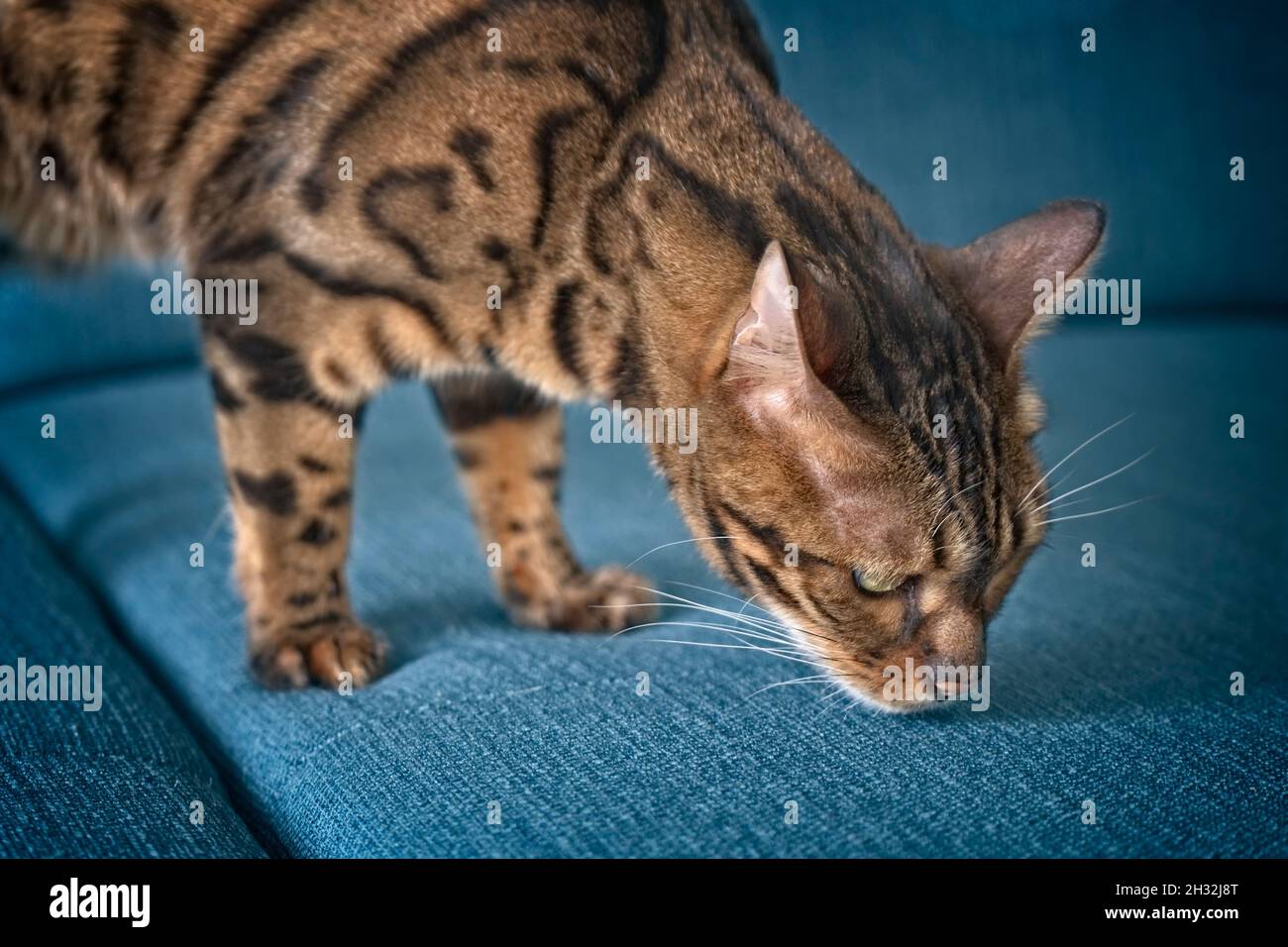 Neugierige bengalkatze schnüffelt am Sofa. Horizontales Bild mit selektivem Fokus Stockfoto