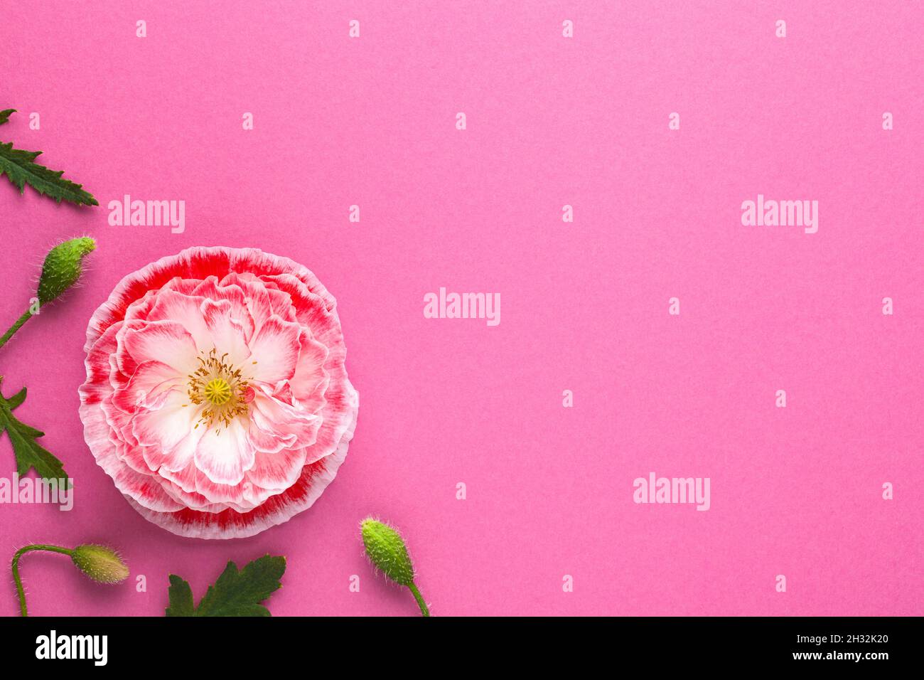 Rosa Papier Hintergrund mit rosa Mohnblume. Leeren Sie den Raum für Text. Draufsicht Stockfoto