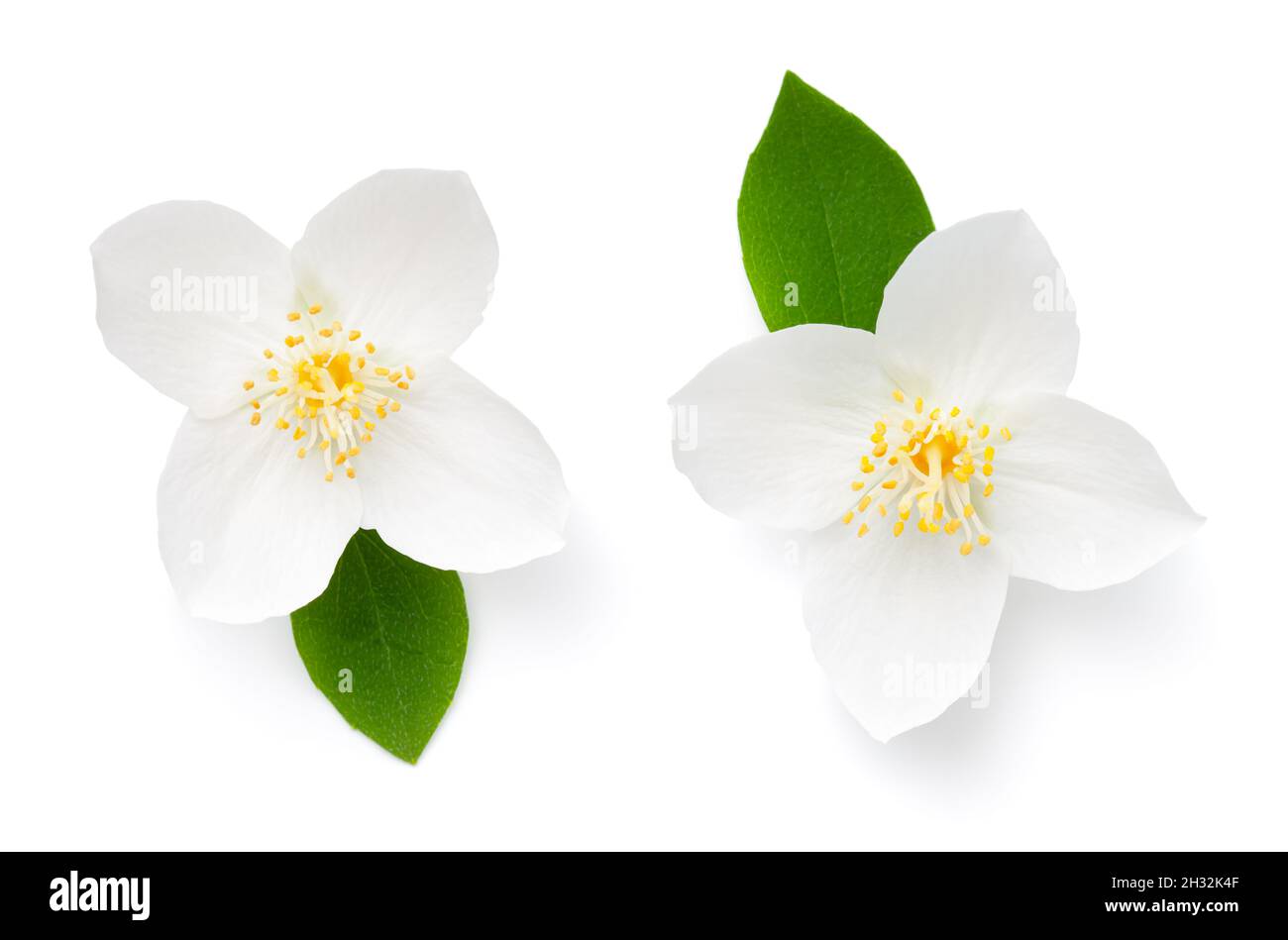 Jasminblüte mit Blatt isoliert auf weißem Hintergrund. Blick von oben Stockfoto