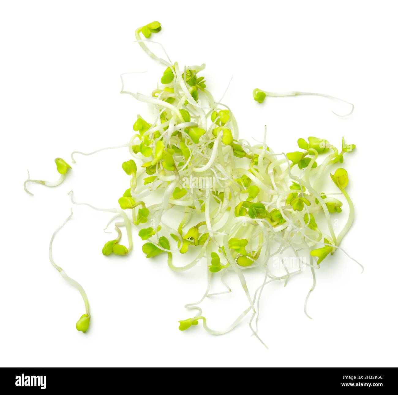 Brokkoli-Sprossen isoliert auf weißem Hintergrund. Draufsicht Stockfoto