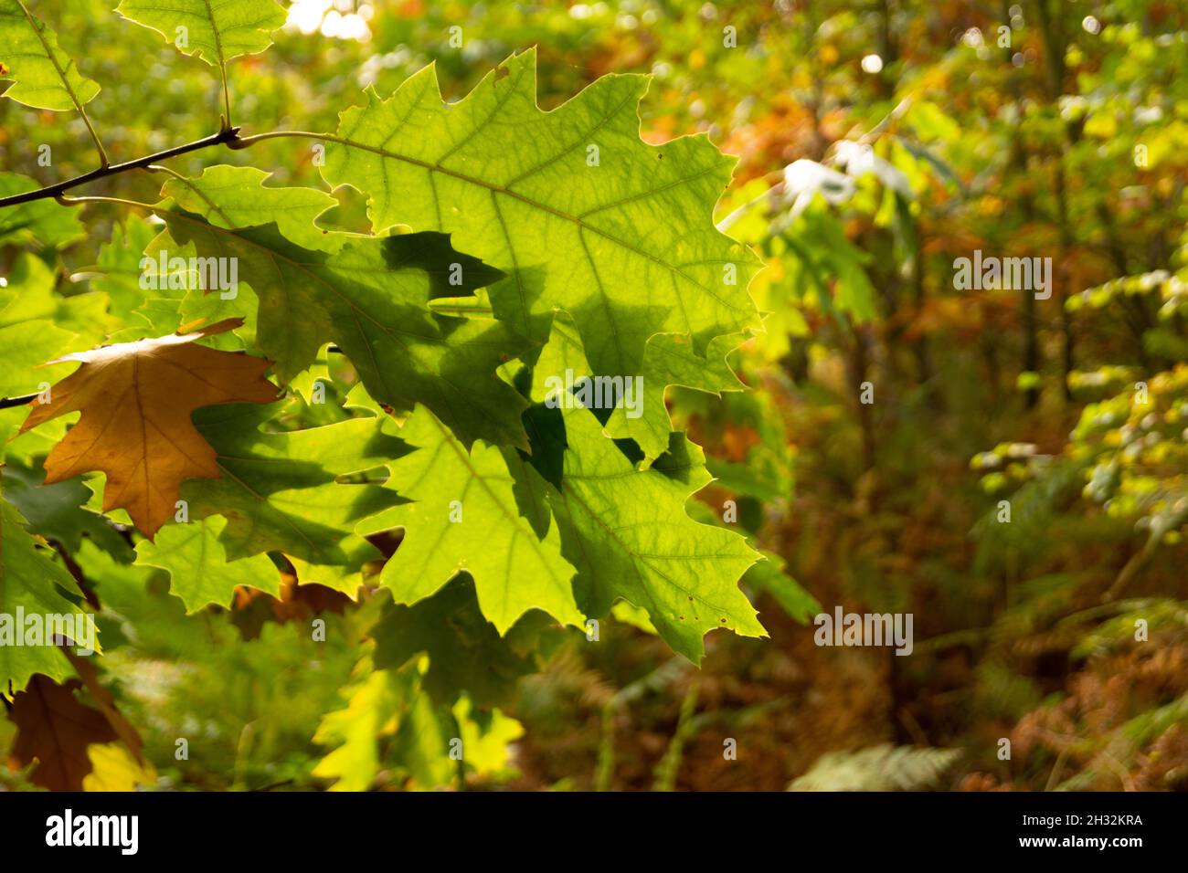 Die Blätter der Northern Pin Oak (Quercus ellipsoidalis) werden von der Nachmittagssonne im Waveney Forest in der Nähe von Lowestoft, England, beleuchtet Stockfoto