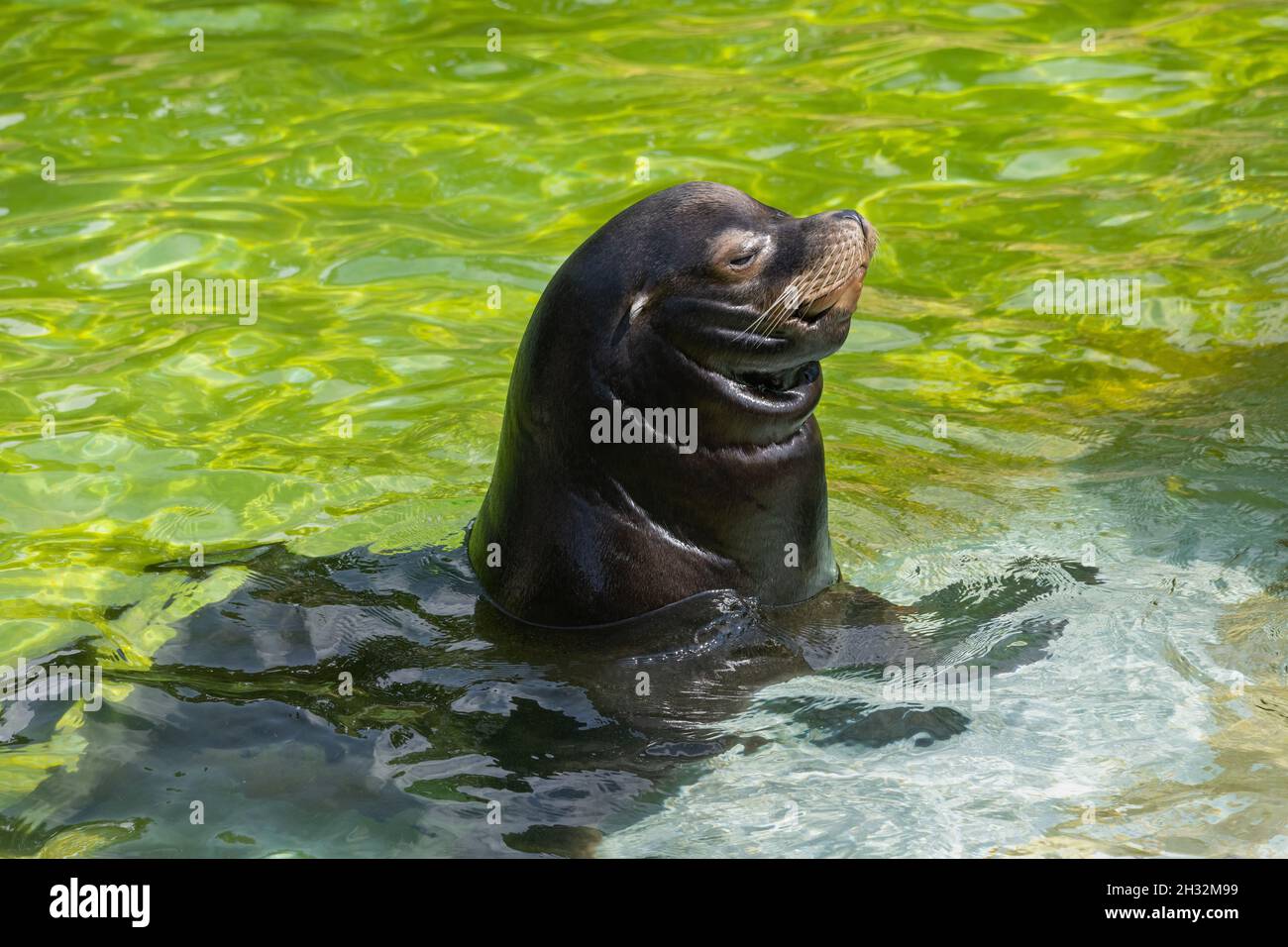 Kalifornischer Seelöwe (Zalophus Californianus) im Flachwasser, küstenohrige Robbe, Heimatregion: west-Nordamerika. Stockfoto