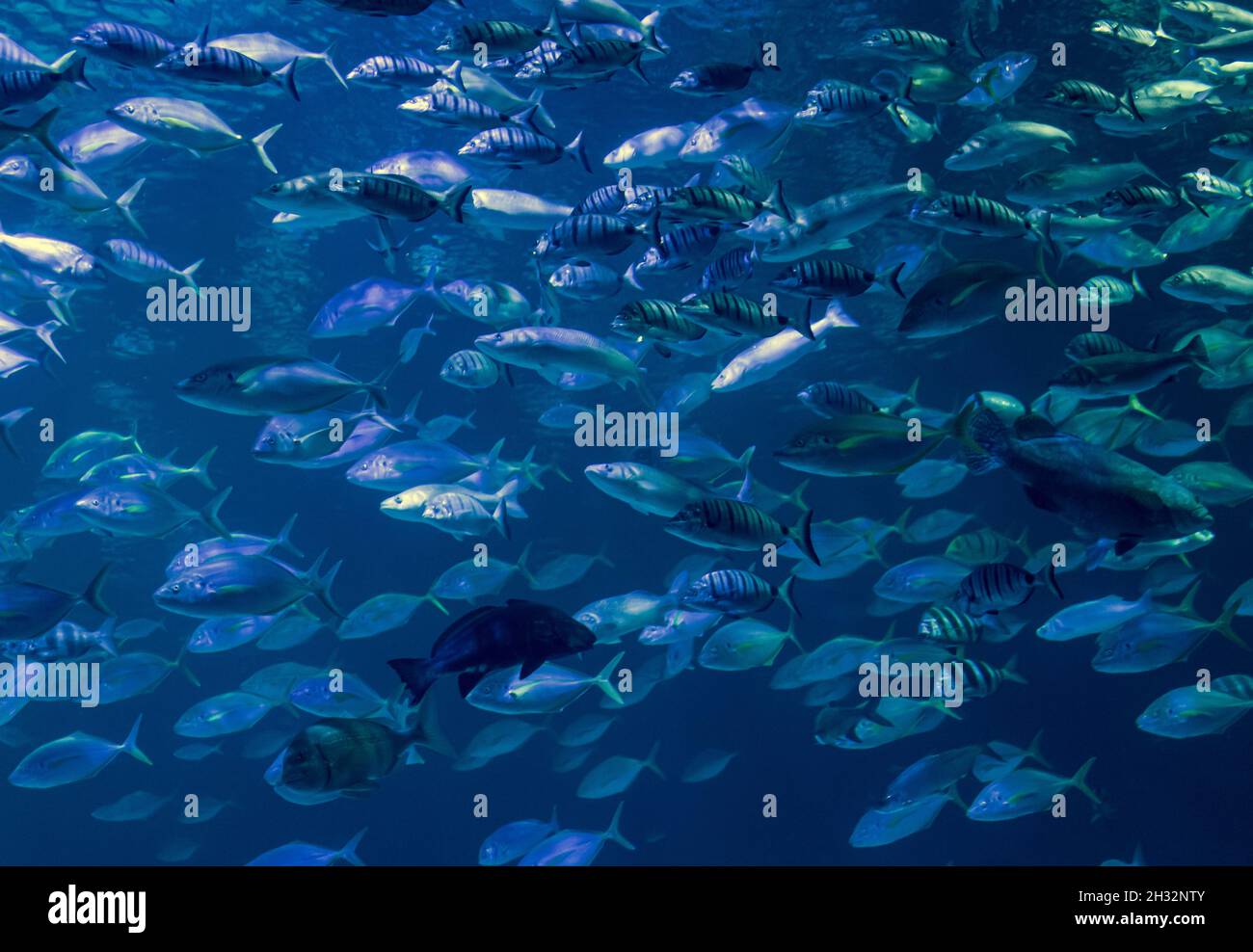 Horden von Fischen in einem Aquarium. Stockfoto