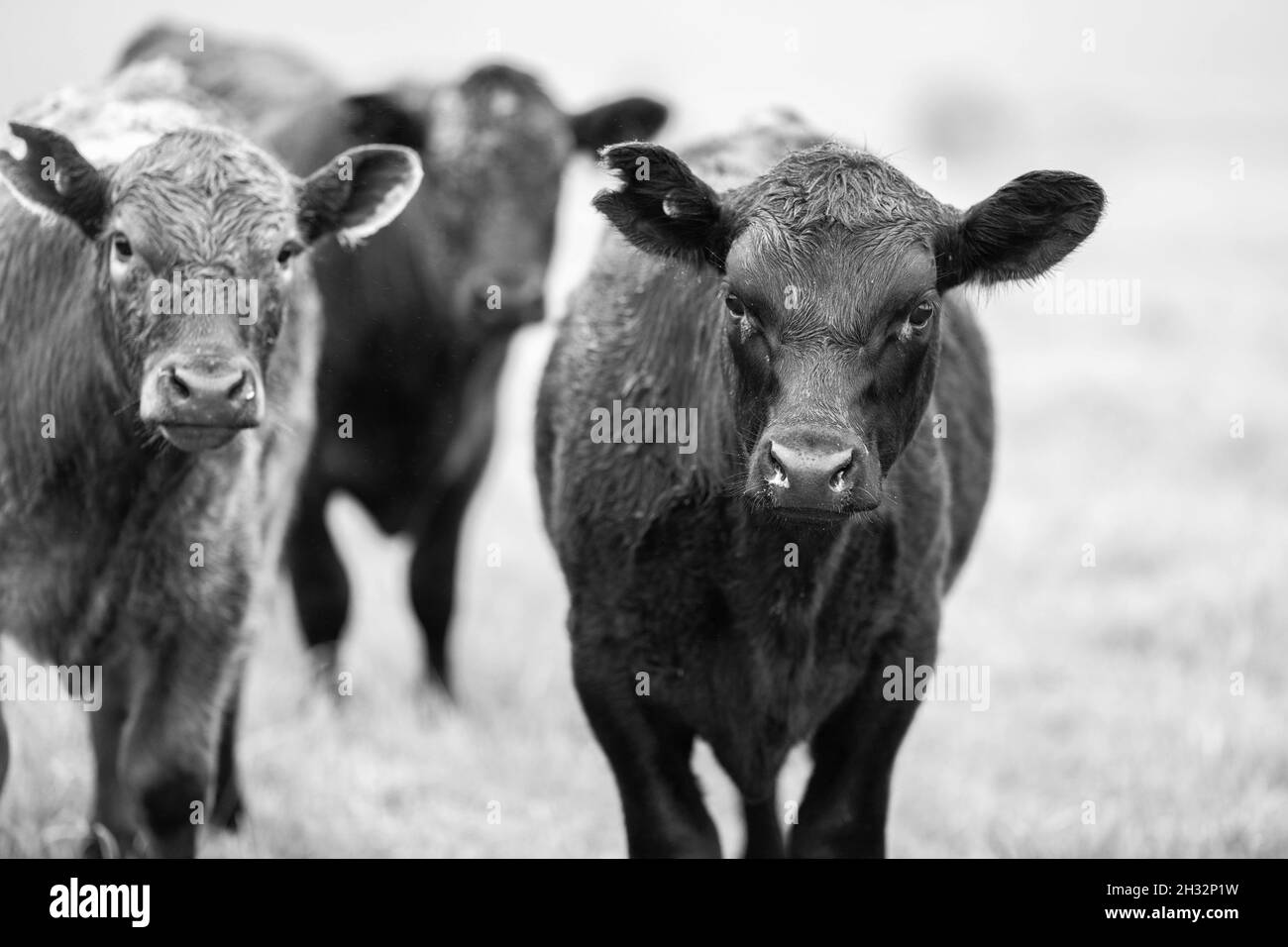 Nahaufnahme von Gestüt Rinderbullen und Kühe grasen auf einem Feld, in Australien. Essen Heu und Silage. Rassen gehören Speckle Park, murray grau, angus Stockfoto