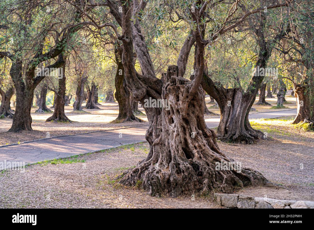 Im Parc du Pian von Menton an der französischen Riviera werden 540 alte Olivenbäume erhalten Stockfoto