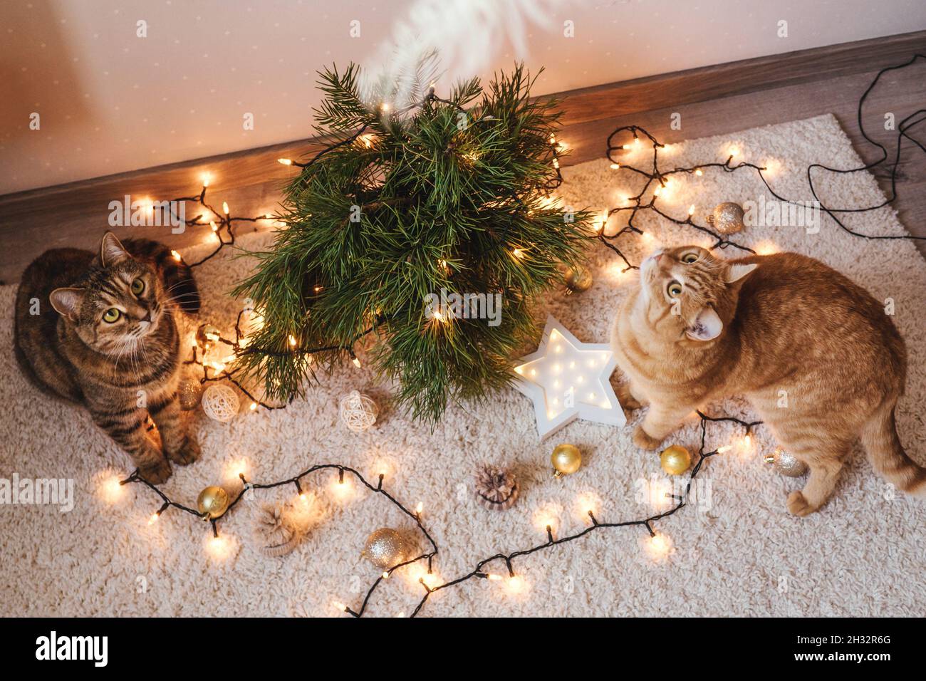 Zwei Katzen spielen in der Nähe der weihnachtlichen Zweige, Dekorationen auf dem Boden. Weihnachtsferien und Neujahr Konzept. Stockfoto