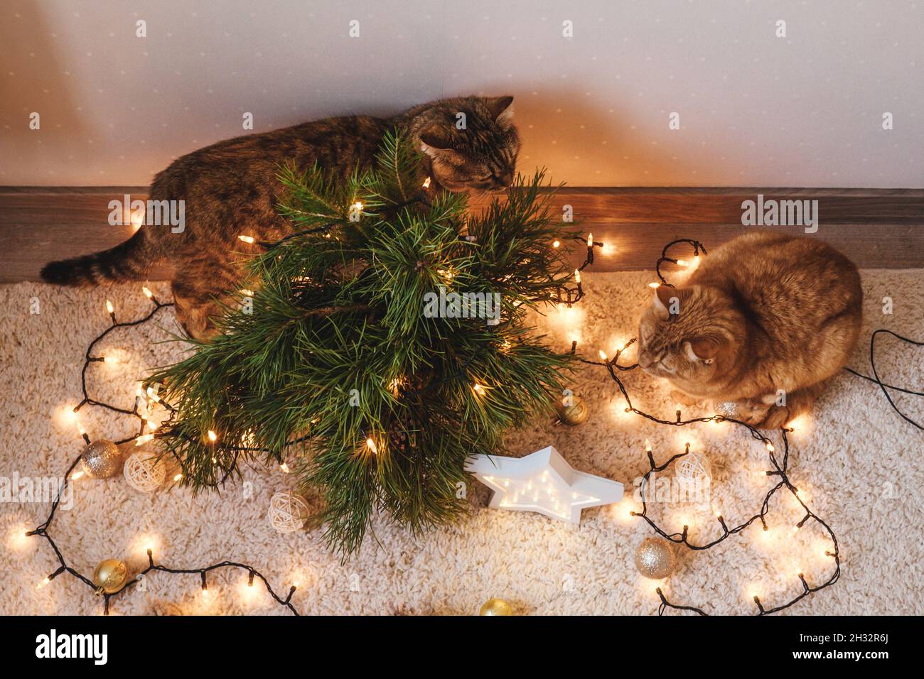 Zwei Katzen spielen in der Nähe der weihnachtlichen Zweige, Dekorationen auf dem Boden. Weihnachtsferien und Neujahr Konzept. Stockfoto