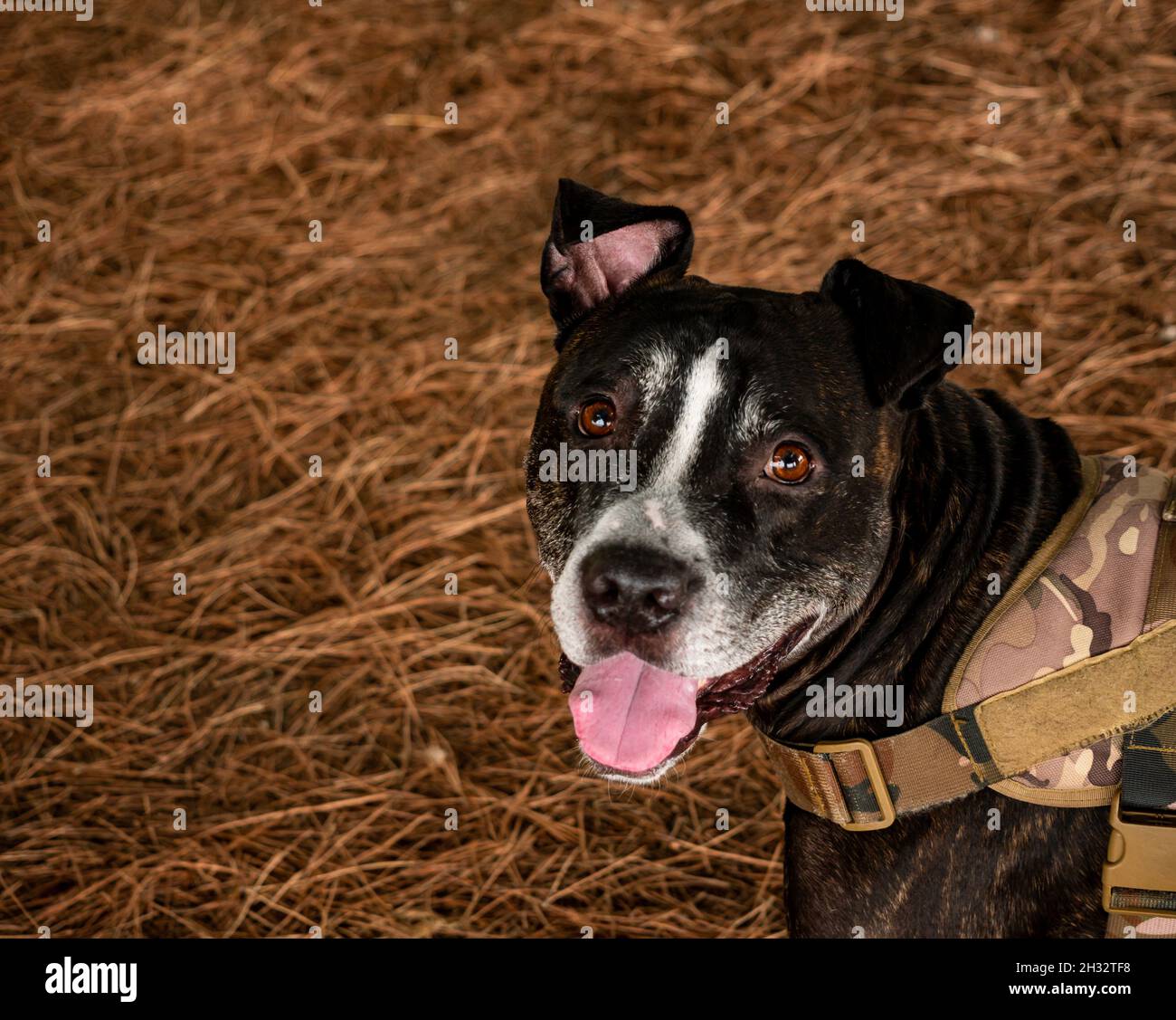 Freundlicher schwarzer amerikanischer Pitbull-Hund mit glücklichem Gesicht und Zunge Stockfoto