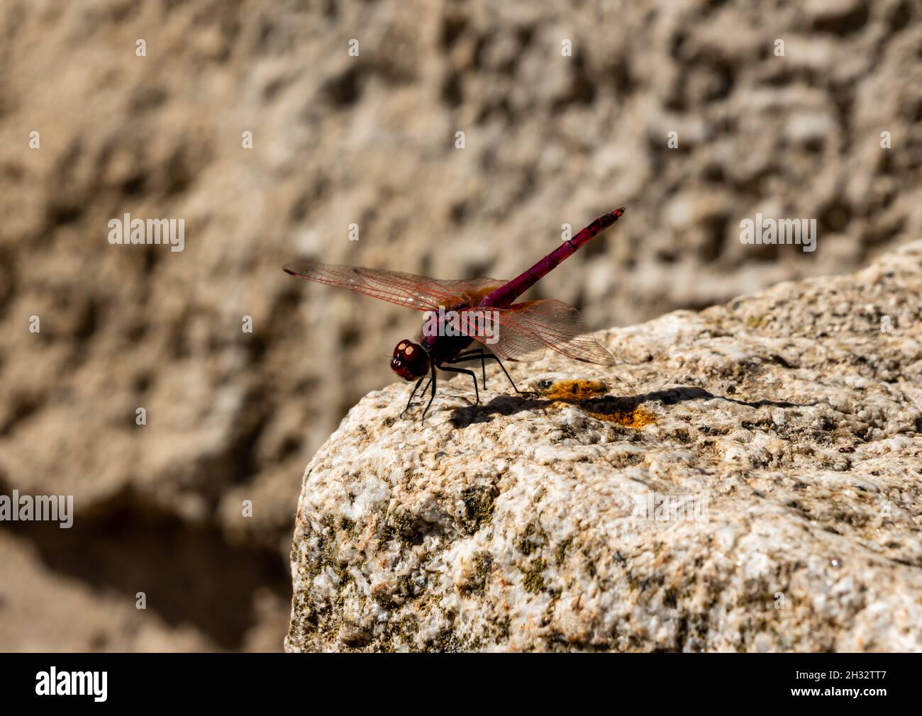 Nahaufnahme einer roten Libelle mit offenen Flügeln auf einem Felsen Stockfoto