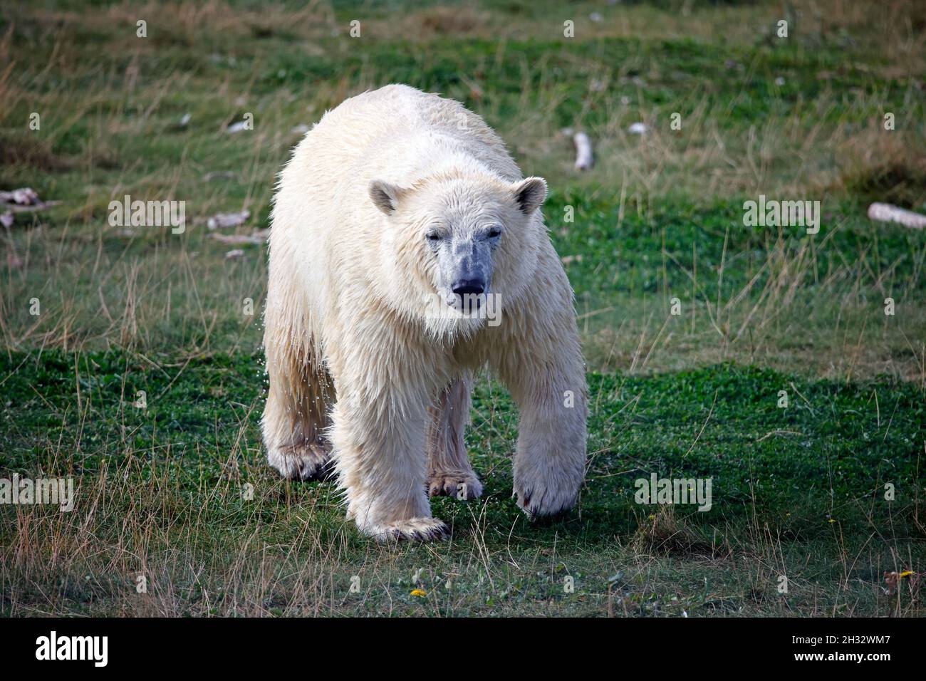Eisbär in einem britischen Wildpark Stockfoto