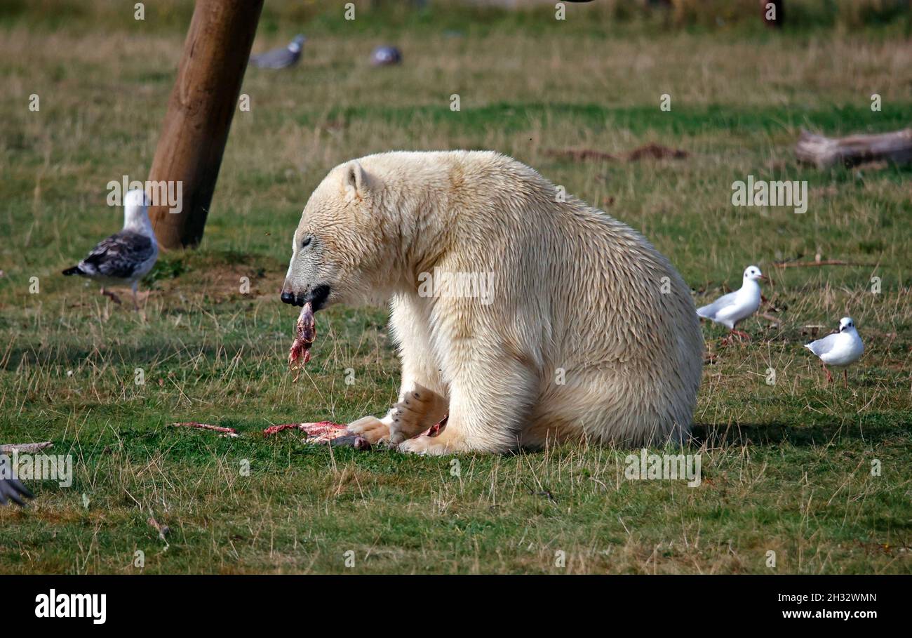 Eisbär in einem britischen Wildpark Stockfoto