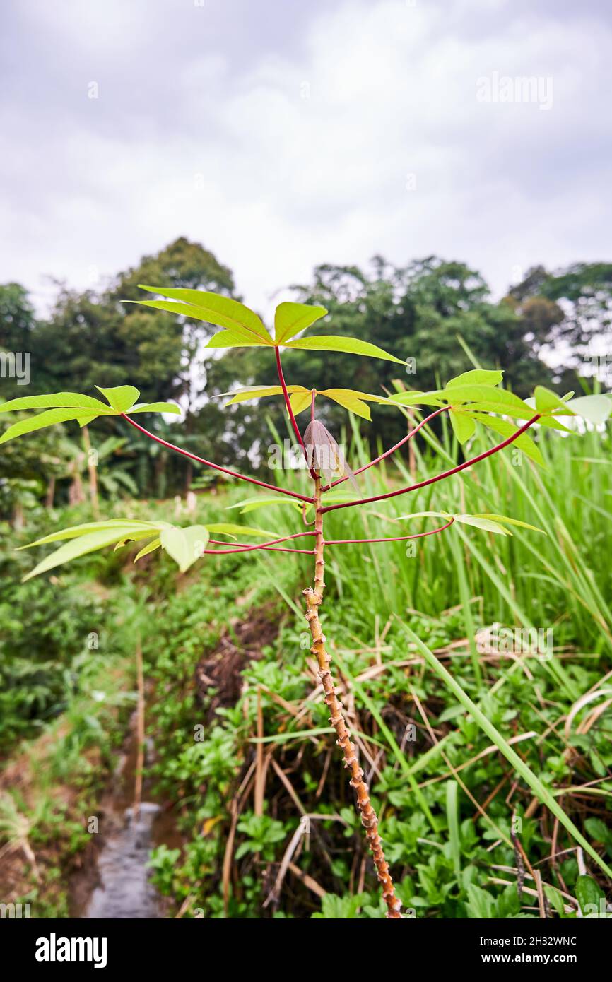 Wunderschöne Cassava-Pflanzen wachsen wild Stockfoto