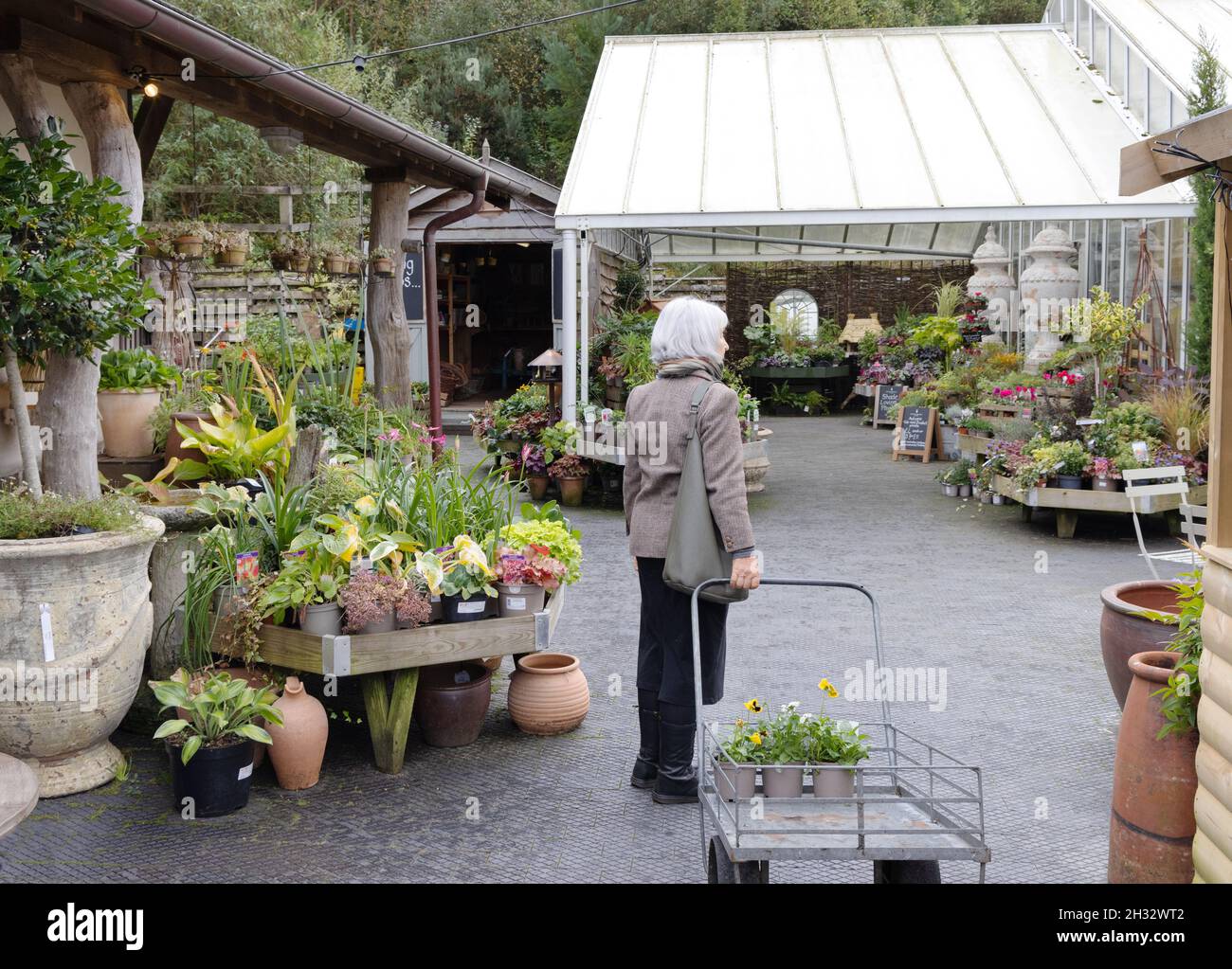 Garden Center UK; Eine Frau, die im Herzogtum Cornwall Nursery and Garden Center, Lostwithiel, Cornwall, Großbritannien, Pflanzen kauft Stockfoto