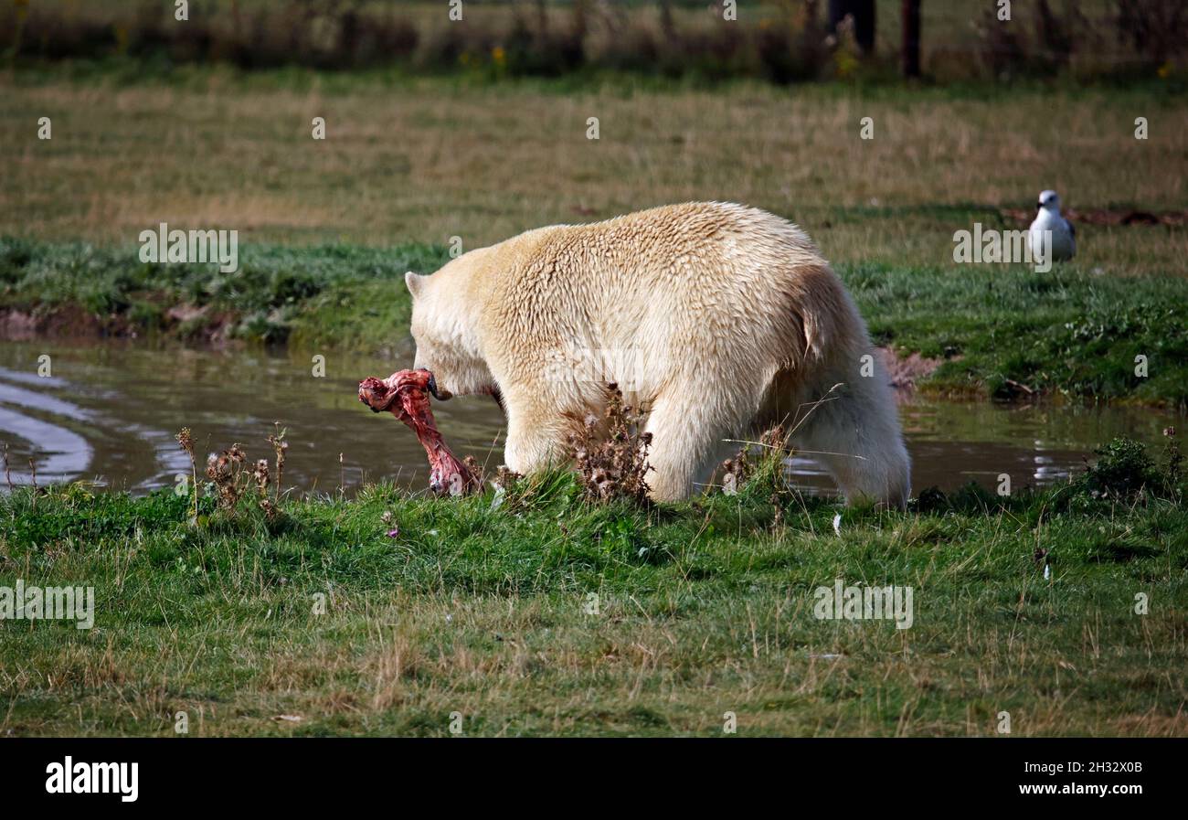 Eisbär in einem britischen Wildpark Stockfoto