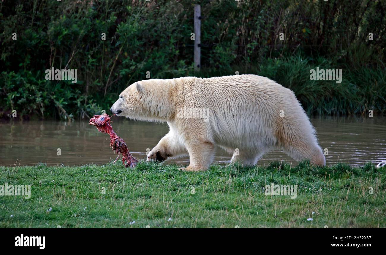 Eisbär in einem britischen Wildpark Stockfoto