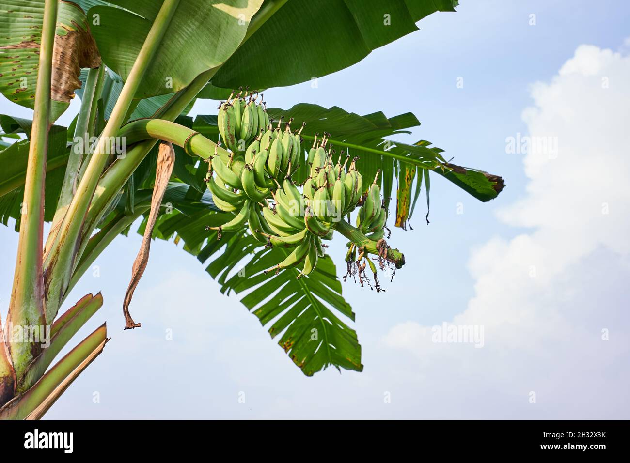 Bananenbaum wächst frisch auf einer Plantage, Bogor, Indonesien. Stockfoto