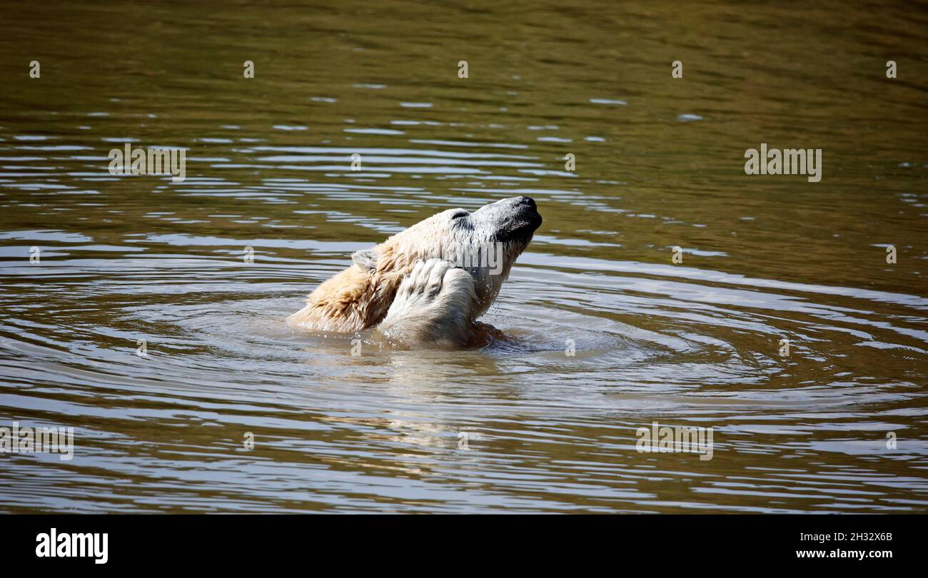 Eisbär in einem britischen Wildpark Stockfoto