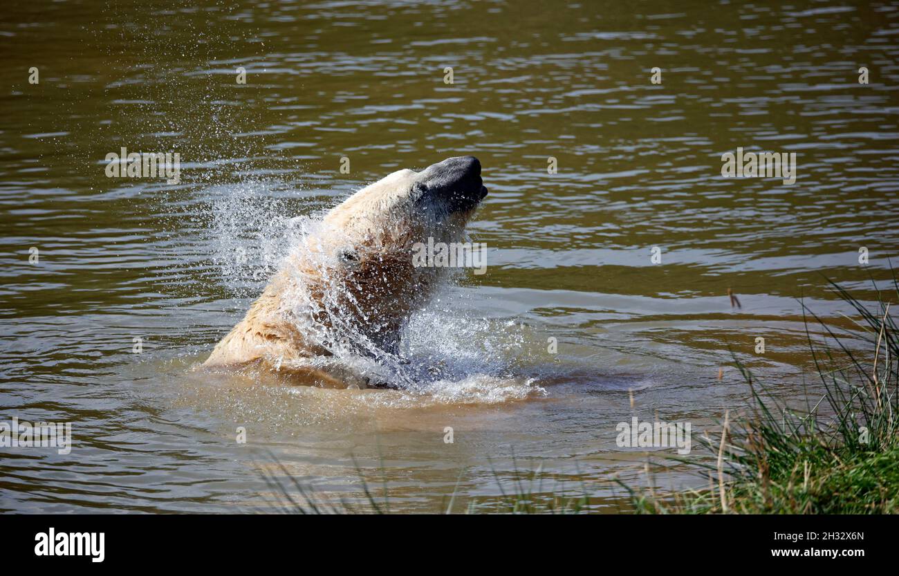 Eisbär in einem britischen Wildpark Stockfoto