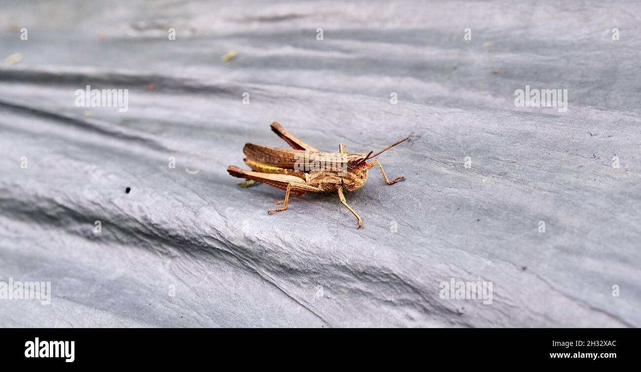 Braune Heuschrecke auf Plantagenplastik Stockfoto
