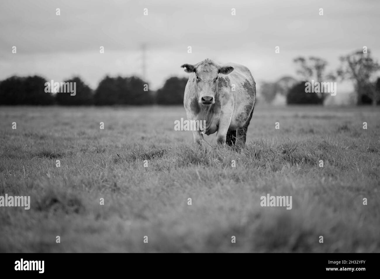 In Australien grasen Kühe und Bullen auf dem Gestüt, zu den Rassen gehören gesprenkelte Park, murray Grey, angus und brangus. Stockfoto