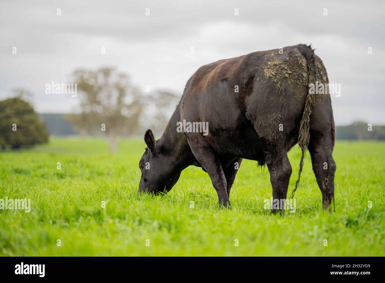 In Australien grasen Kühe und Bullen auf dem Gestüt, zu den Rassen gehören gesprenkelte Park, murray Grey, angus und brangus. Stockfoto