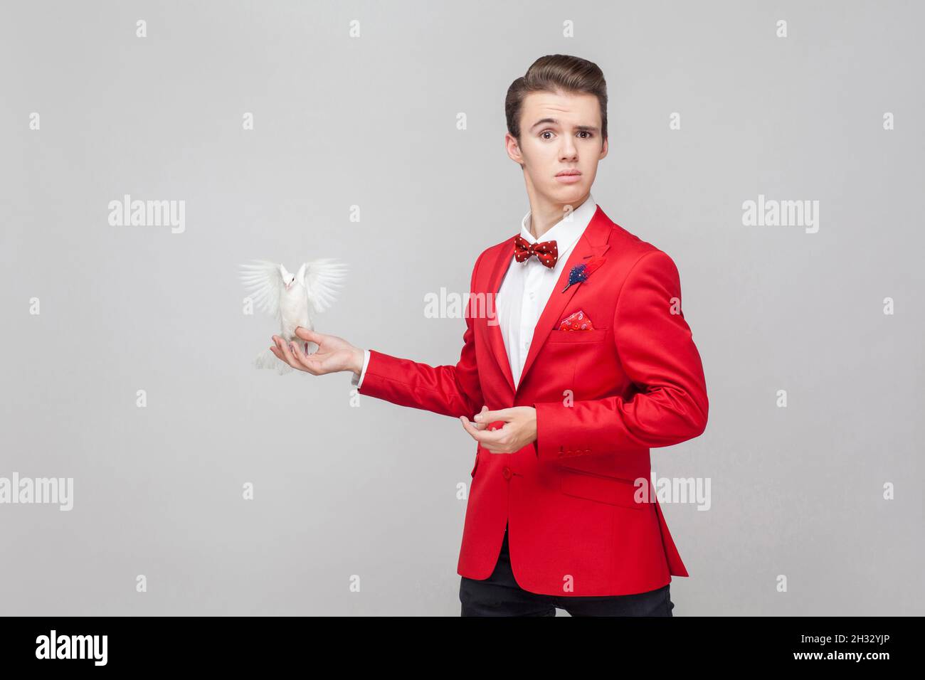 Porträt eines verwirrten Gentleman mit stilvoller Frisur in elegantem rotem Smoking und Fliege, die Taube hält und die Kamera mit peinlichem Ausdruck anschaut. Innenaufnahme des Studios isoliert auf grauem Hintergrund Stockfoto