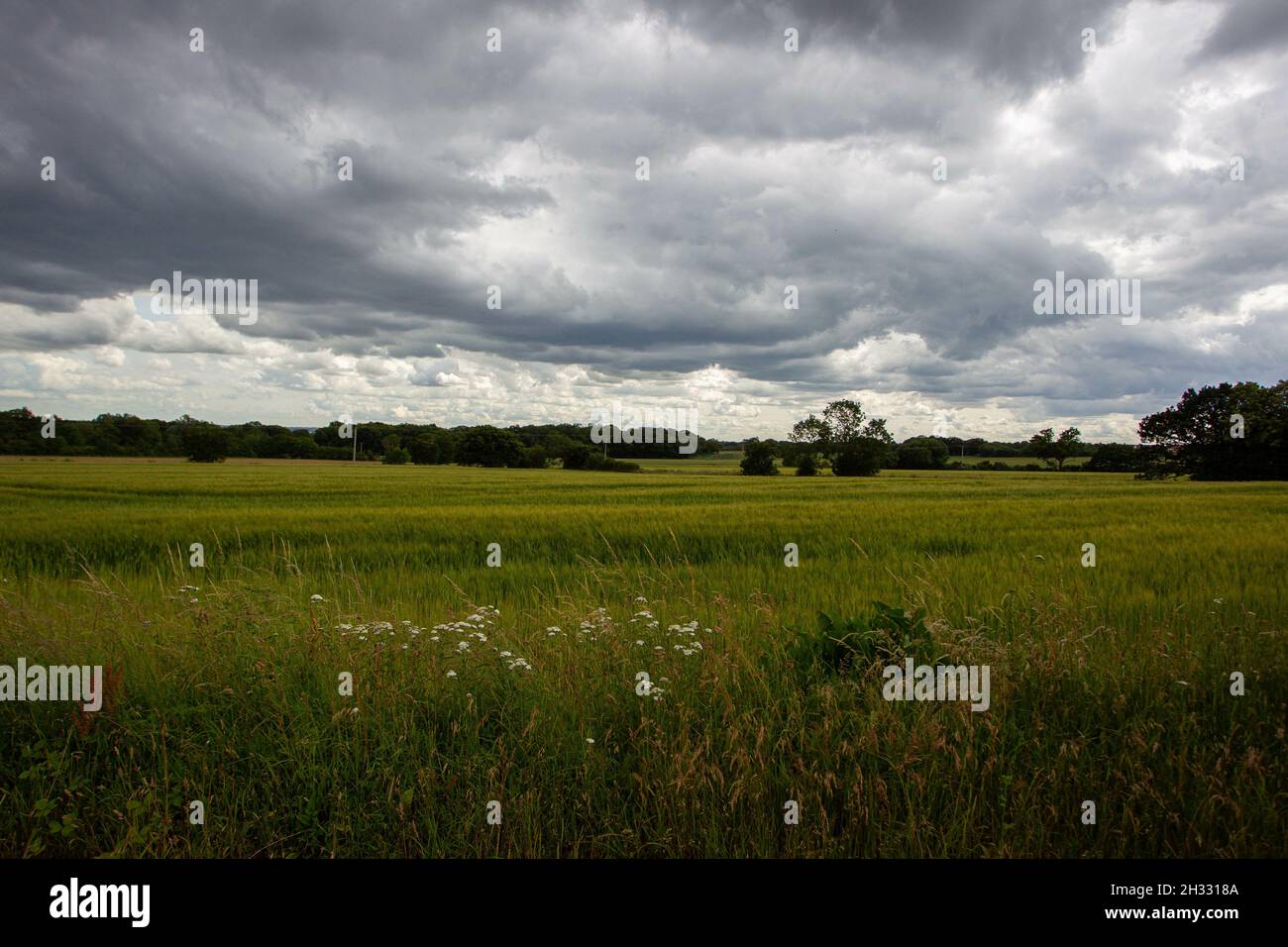 Landschaft eines Kornfeldes unter einem wolkigen Himmel auf dem Land in Essex, England Stockfoto