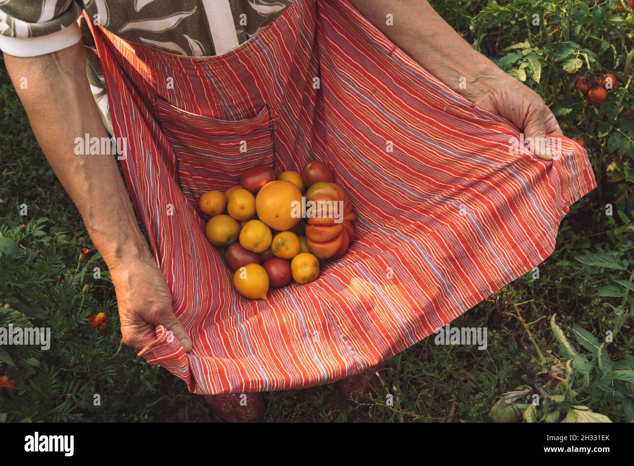 Ältere Frauen halten reife gelbe Bio-Tomaten in rot gestreifter Schürze. Authentisches ländliches Leben. Zerknittert Hände der 80er Jahre Frau Kommissionierung Gemüse Stockfoto