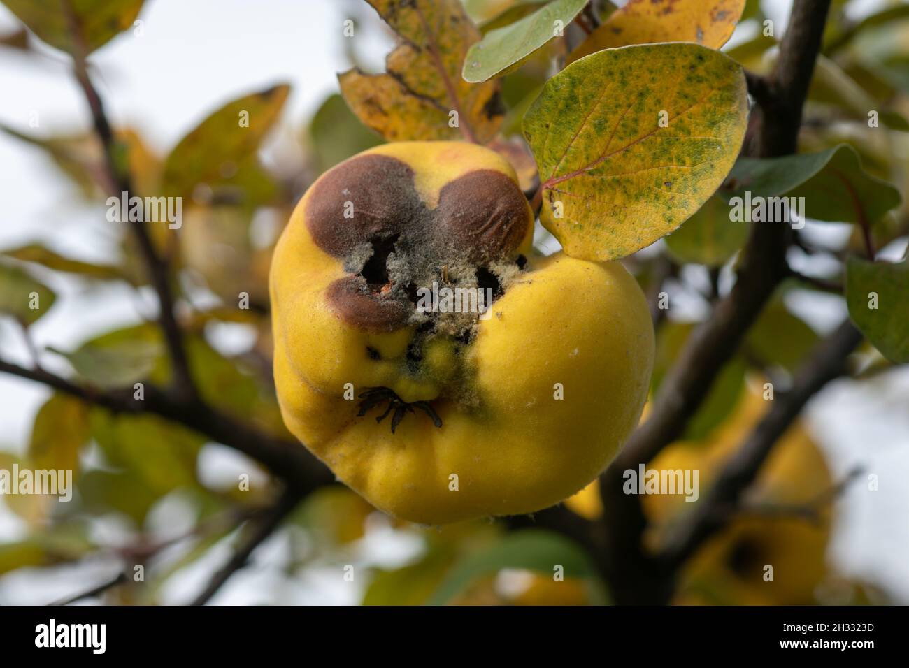 Faule Apfelquitte auf dem Obstbaum, Befall mit Monilia laxa (Monilinia laxa), Pflanzenkrankheit Stockfoto