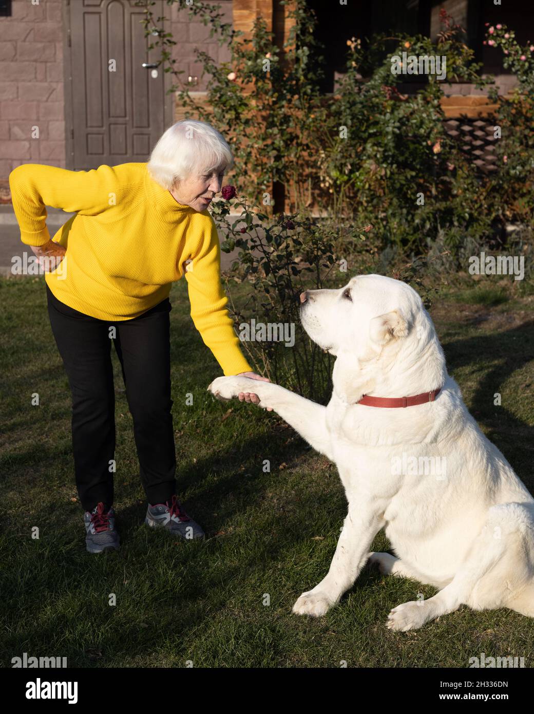 Attraktive grauhaarige 85-jährige Frau spielt mit großem Hund. Ein warmer Herbsttag im Garten zur Entspannung und zum langsamen Leben. Stockfoto