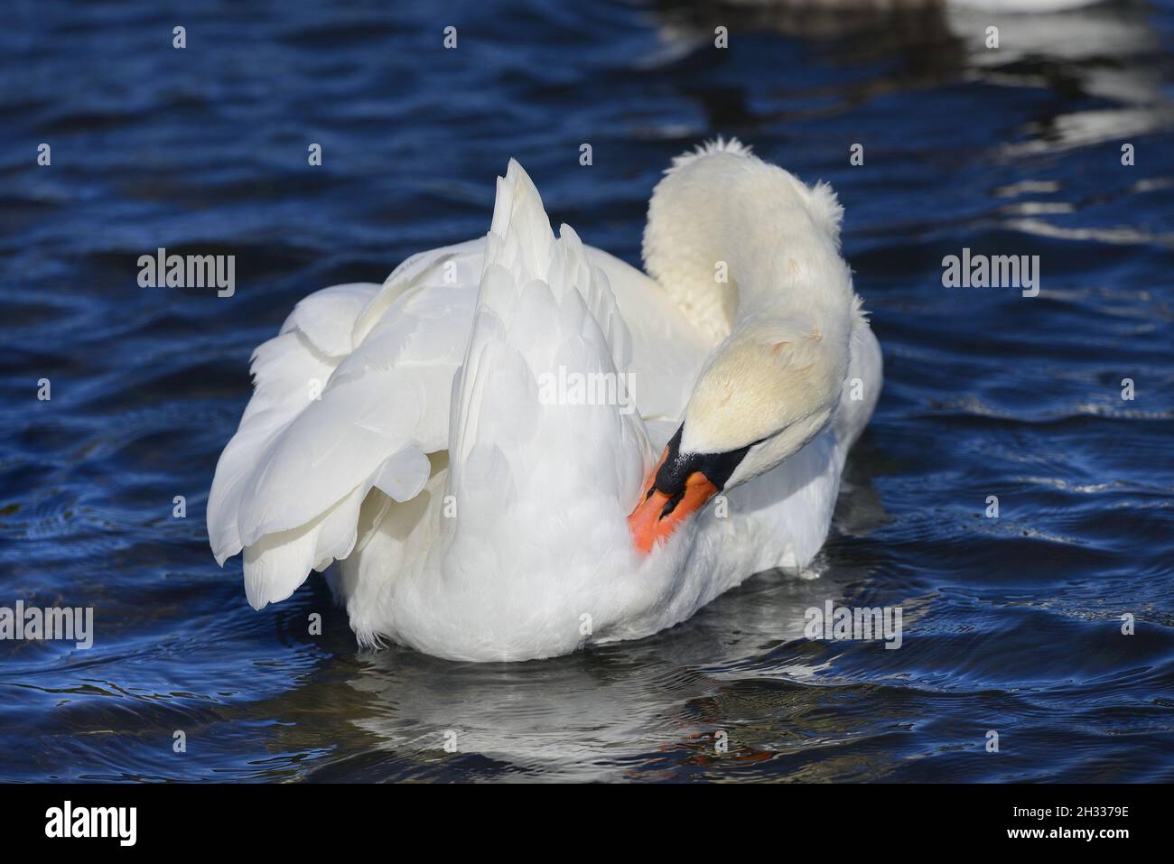Stummer Schwan (Cygnus olor) erwachsener männlicher, aufreibender Federn Stockfoto