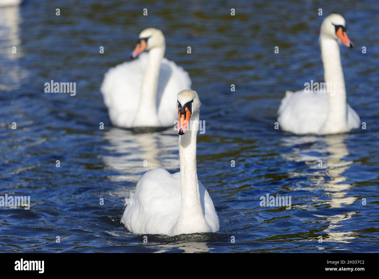Stummer Schwan (Cygnus olor) 3 männliche Erwachsene schwimmen Stockfoto