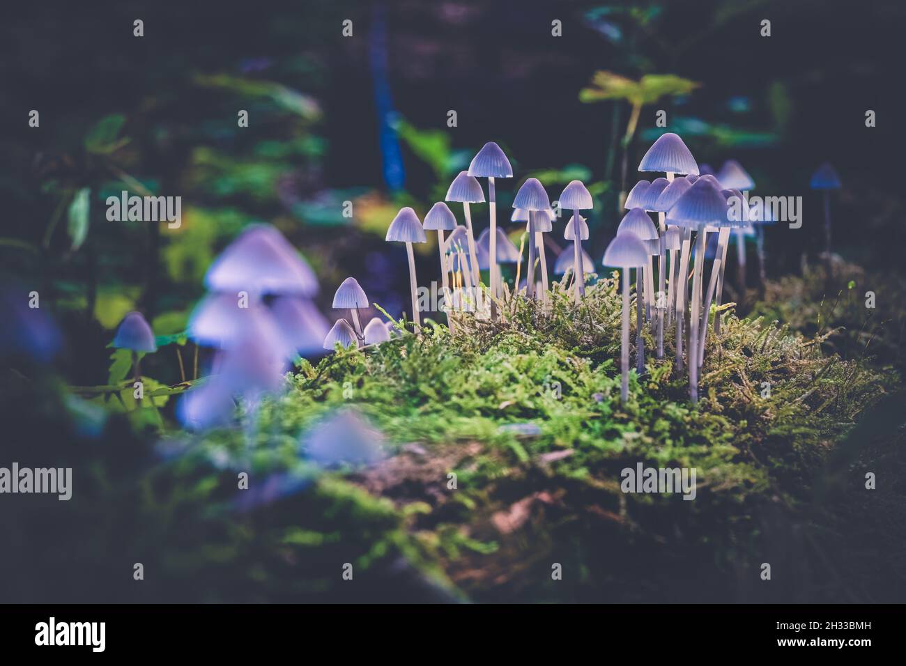Kleine graue Pilze auf einem toten Baumstamm, überwuchert mit grünem Moos und mit schönem Licht hervorgehoben Stockfoto