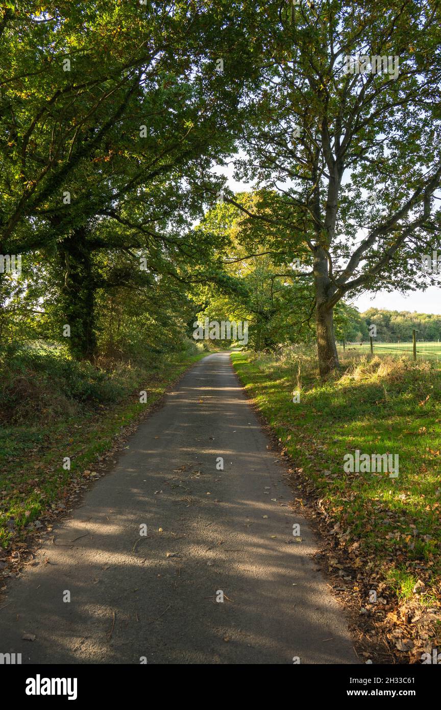 Eine ruhige, schmale Landstraße in Norfolk mit Bäumen an beiden Seiten und braunen Blättern am Anfang des Herbstes Stockfoto