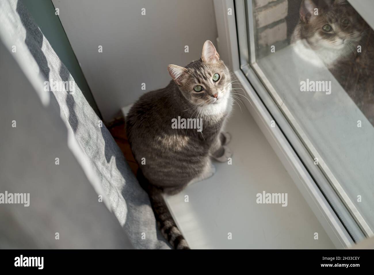 Katze sitzt neben der Balkontür, schaut auf den Besitzer und wartet darauf, dass er für einen Spaziergang im Sonnenlicht freigelassen wird. Stockfoto