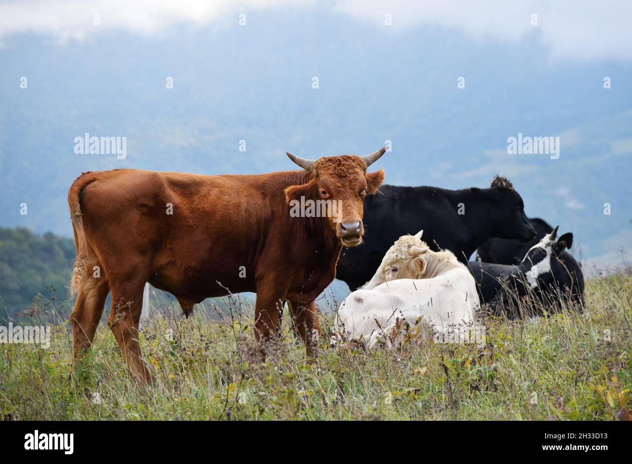 Die Kühe, die das Gras auf dem grünen Ackerfeld der alpinen Wiesen im Kaukasus grasen. Tschetschenien, Russland Stockfoto