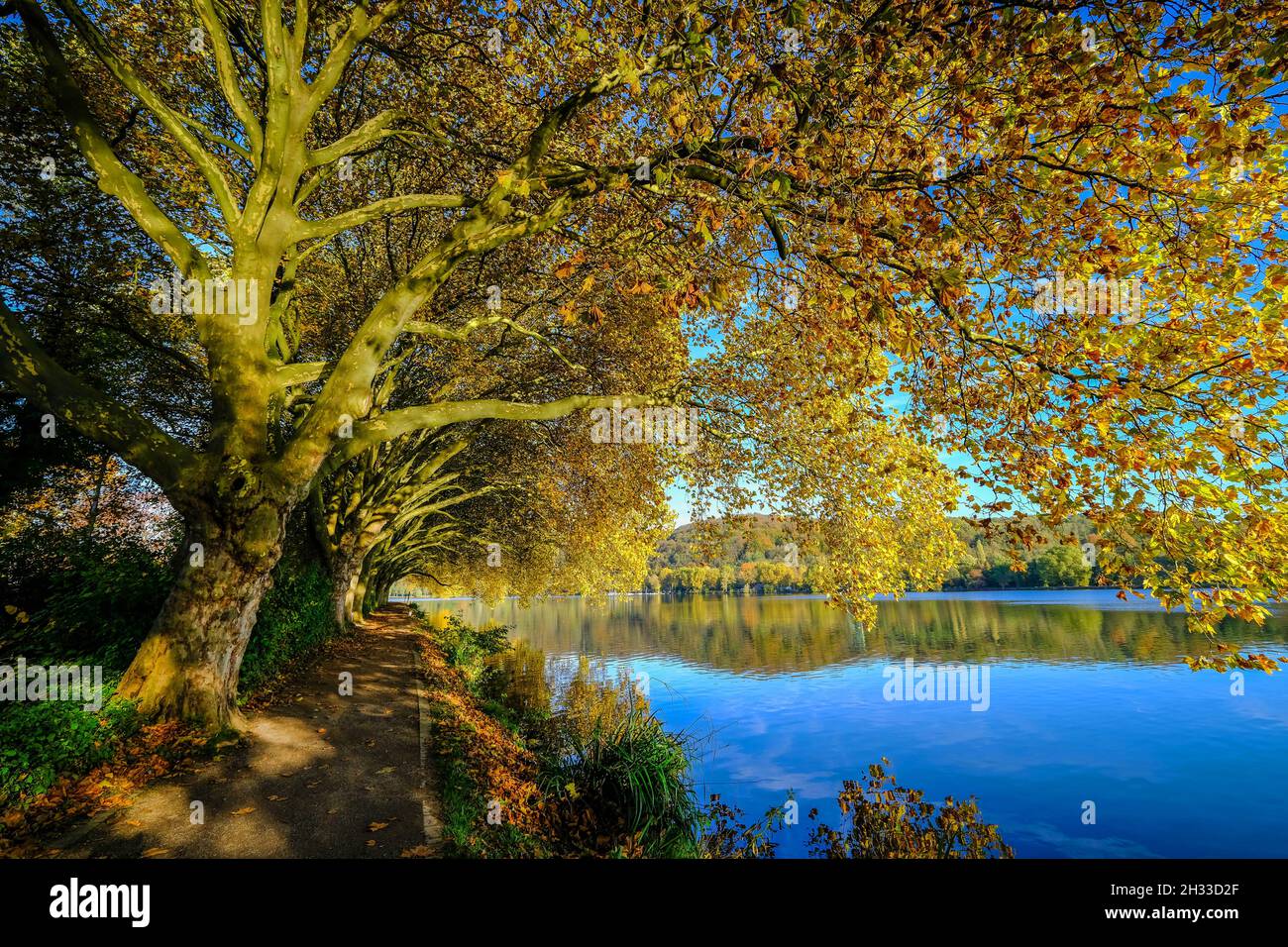 Essen, Nordrhein-Westfalen, Deutschland - Goldener Herbst am Baldeney-See. Stockfoto