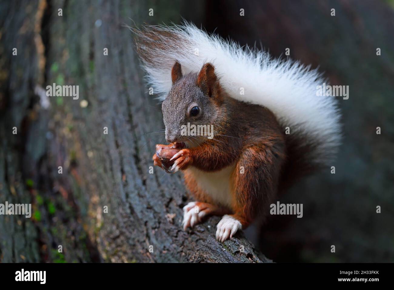 Eichhörnchen (Sciurus vulgaris), mit weissem Schwanz, Albinismuserscheinung, frisst Nuss, Brandenburg, Deutschland Stockfoto