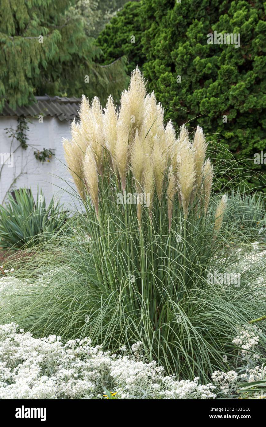 Pampasgras (Cortaderia selloana 'pumila') Stockfoto