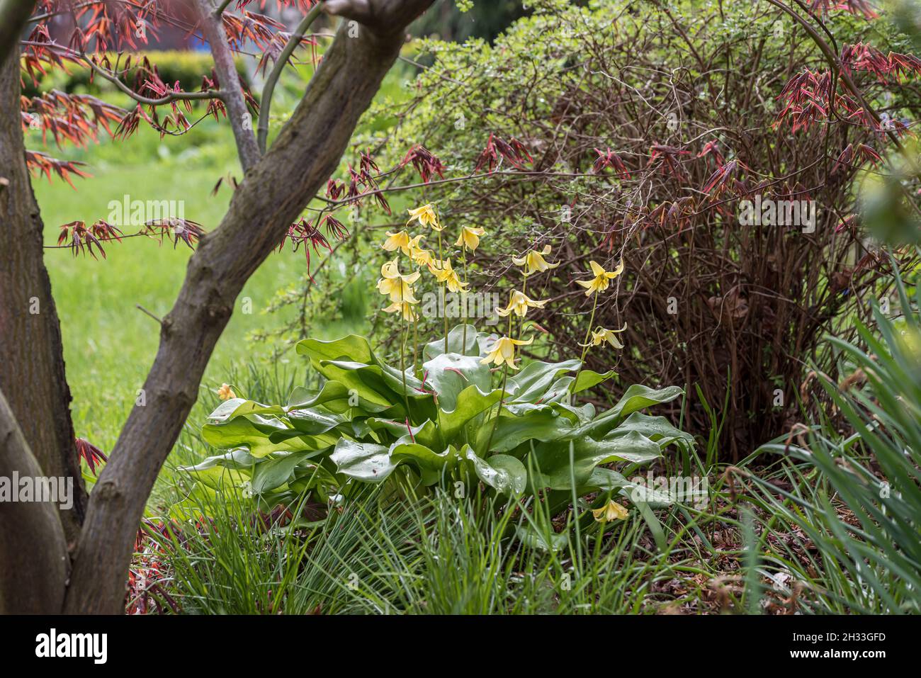 Hundszahnlilie (Erythronium „Pagode“) Stockfoto