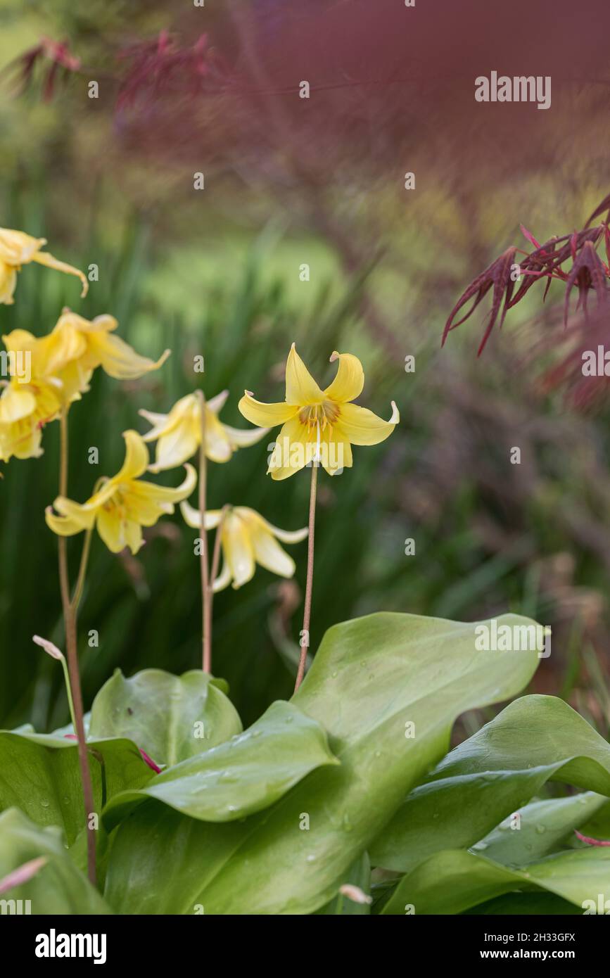 Hundszahnlilie (Erythronium „Pagode“) Stockfoto