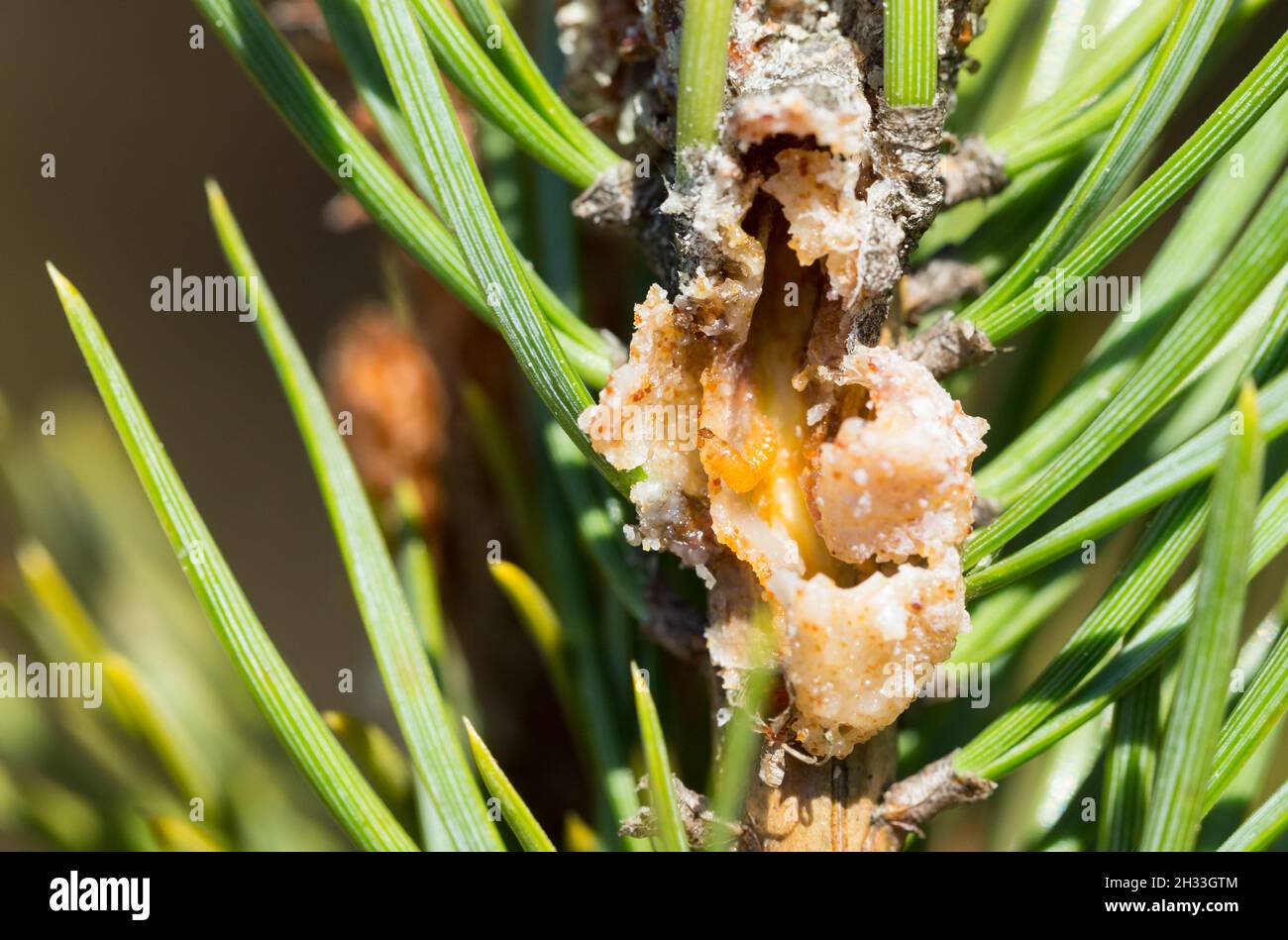 Kiefernharz-Gallenmottenlarve (Retinia resinella) Stockfoto