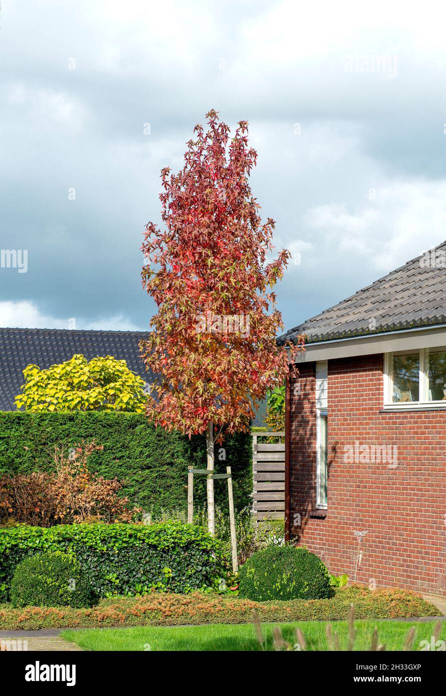 Amerikanischer Amberbaum (Liquidambar styraciflua „Slender Silhouette