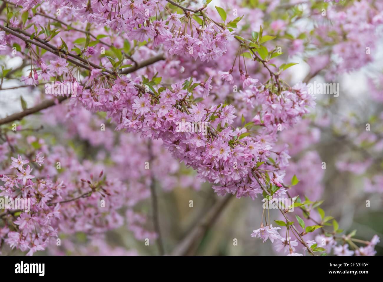 Frühlings-Kirsche (Prunus × subhirtella 'Fukubana') Stockfoto