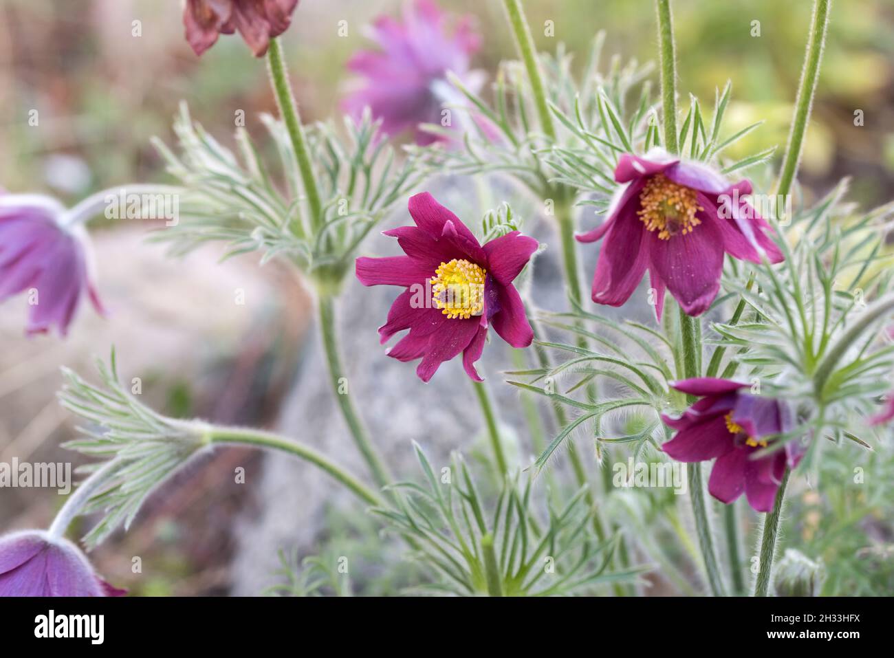 Küchenschelle (Pulsatilla vulgaris 'Rubra') Stockfoto